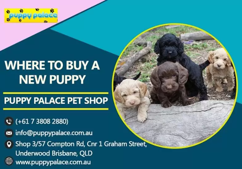 Where to Buy a New Puppy Puppy Palace Pet Shop