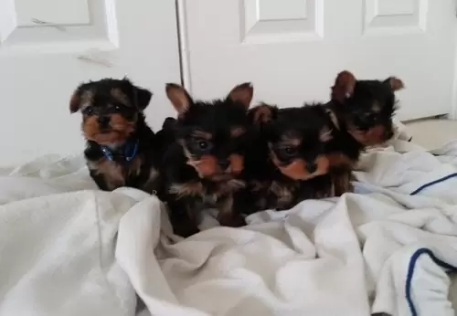 Adorable tea cup yorkie puppies for sale.