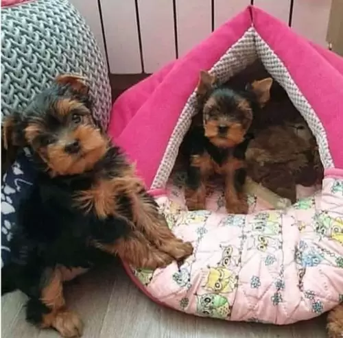 Playful tea cup yorkie puppies for adoption