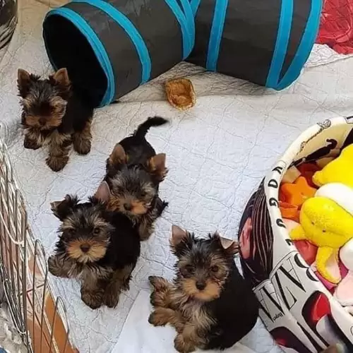 Cute male and female registered teacup yorkie puppies
