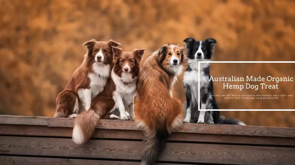 Australian Made Organic Hemp Dog Treat