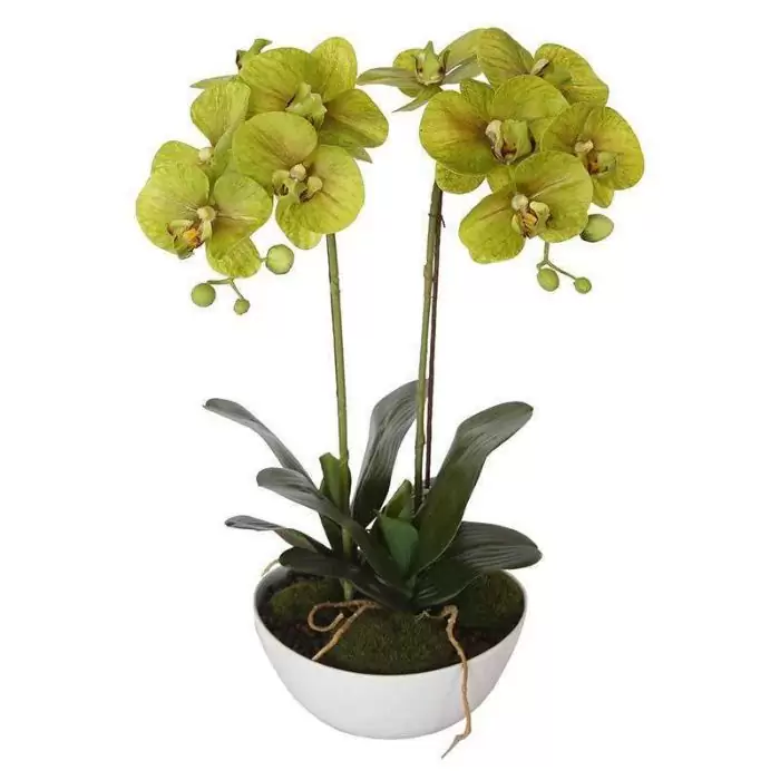 Decorate your home with Artificial plants in Australia