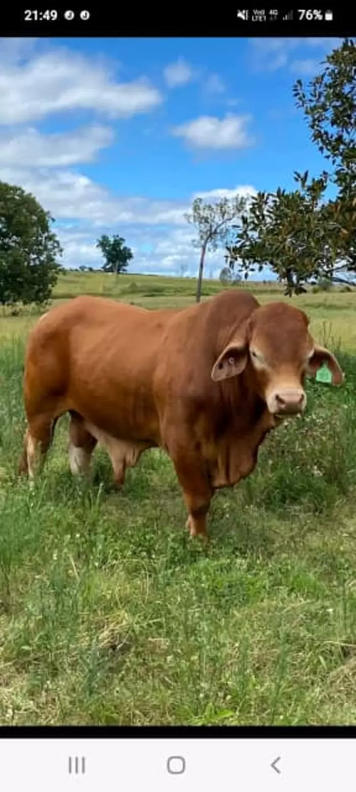 $4,000 Droughtmaster Registered and Herd Bulls
