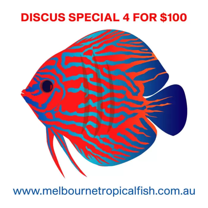 $100 Discus SALE 4 Assorted Discus for $ 100