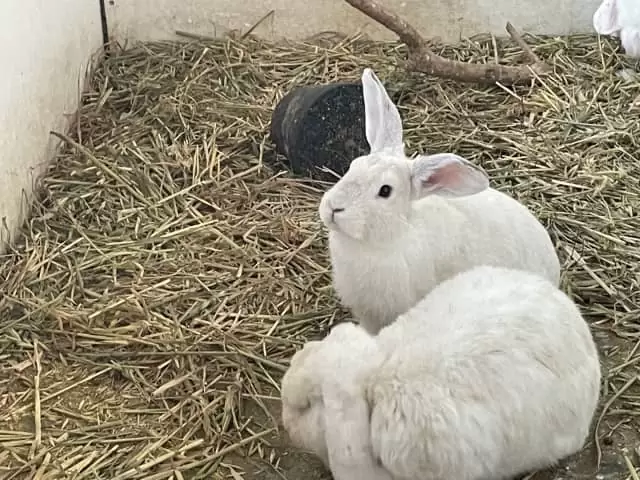 $30 Dwarf lop bunnies for sale