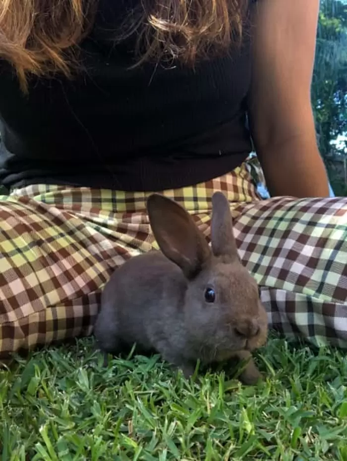 $120 Baby Mini Rex rabbits for sale