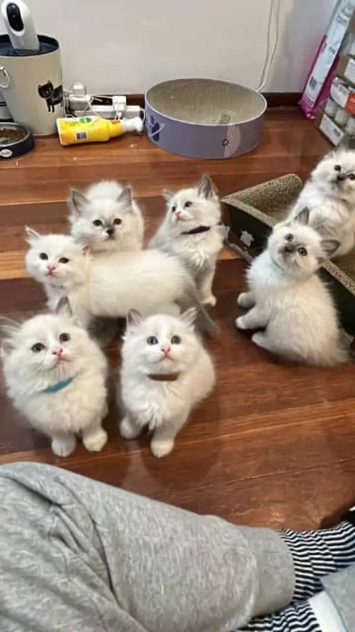$1,000 14 PUREBRED RAGDOLL KITTENS AVAILABLE FROM 1000