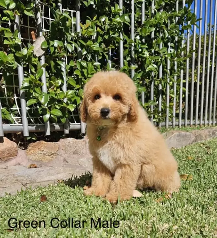 $1,300 Toy Cavoodle puppies (1 puppy left)